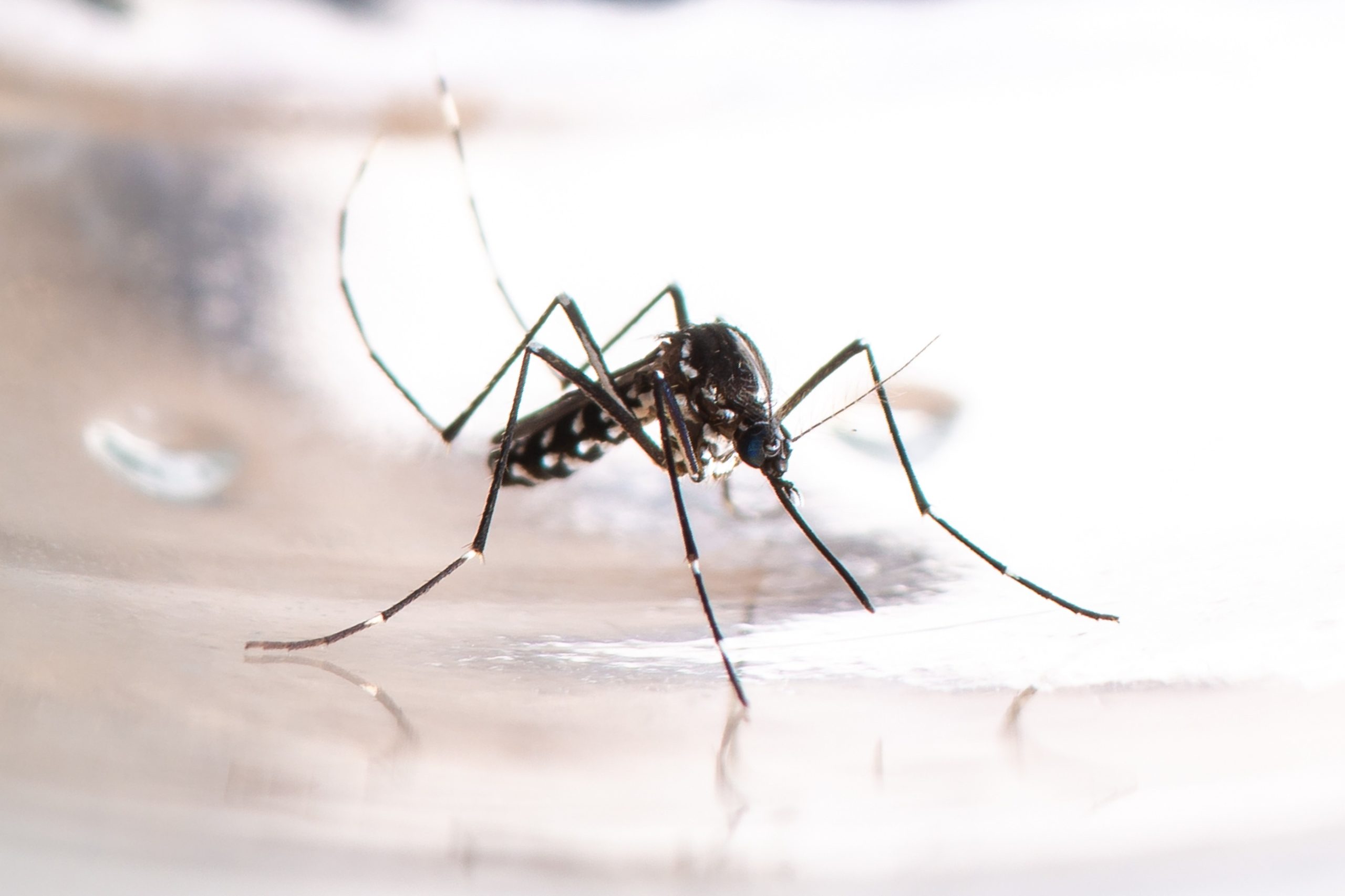 Combatiendo el Dengue: Protege tu salud, derrota al Mosquito